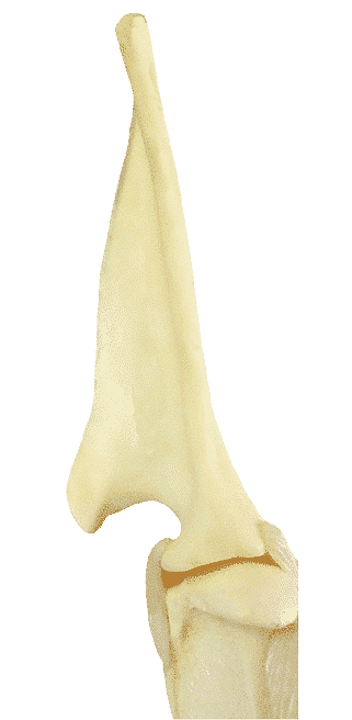Figure 4. Shoulder Blade Profile