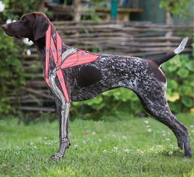 Figure 6. Dog's Muscular Attachment of Front Shoulder Assembly to Body
