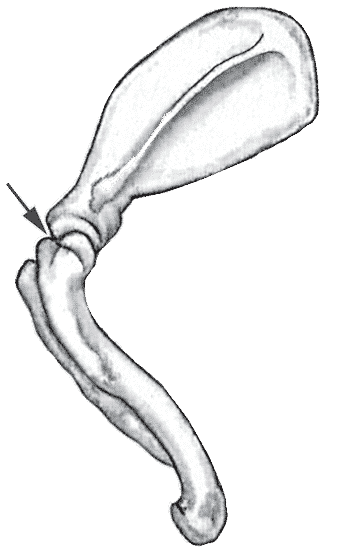 Figure 8. Shoulder Joint