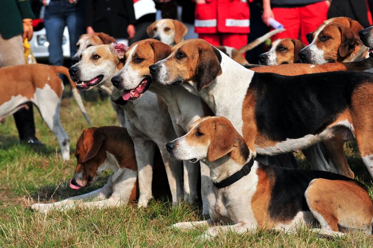 Harrier Pack of Harrier dogs standing and sitting on the grass