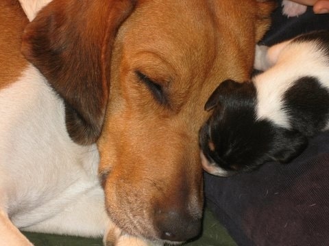 Harrier-dog-puppy Harrier mother and puppy