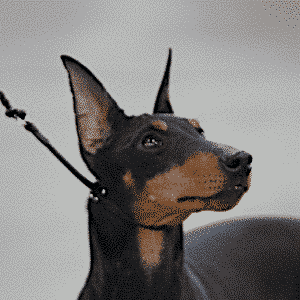 Judging Manchester Terrier head photo