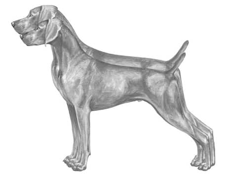 Illustration demonstrating the height of Weimaraner as described in the Weimaraner Breed Standard