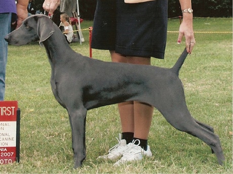 Blue Weimaraner