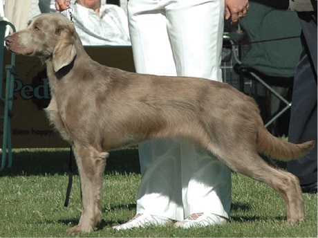 Long Haired Weimaraner