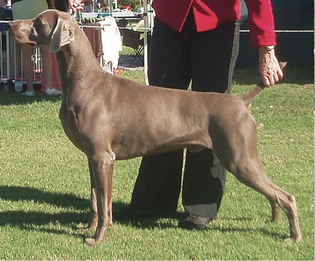 Grey Weimaraner