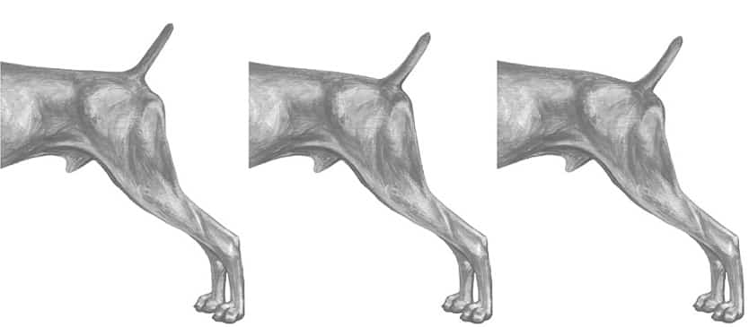 Illustration demonstrating the suble differences in pelvic angles of Weimaraner as described in the Weimaraner Breed StandardThe subtle differences illustrated here demonstrate the range of acceptable tail sets which reflect the range of pelvic angles. A pelvic angle of 40 degrees or more would result in a steep croup and low tail set which is a major fault (L-R 10, 20, & 30 degrees)