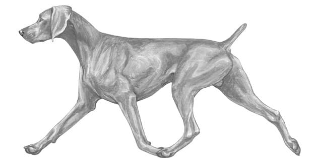 Illustration demonstrating the gait of Weimaraner as described in the Weimaraner Breed Standard