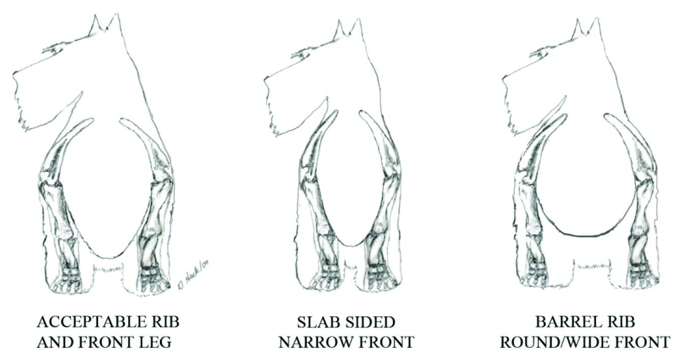 Illustrations of the Scottish Terrier front