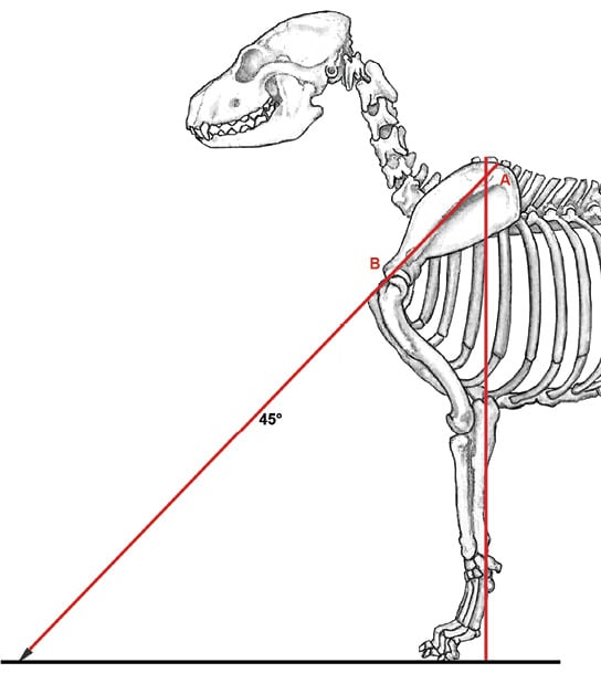 Canine Fronts Part II: A Well Laid Back Shoulder
