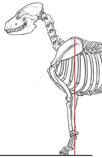 Canine Fronts Part II: A Well Laid Back Shoulder