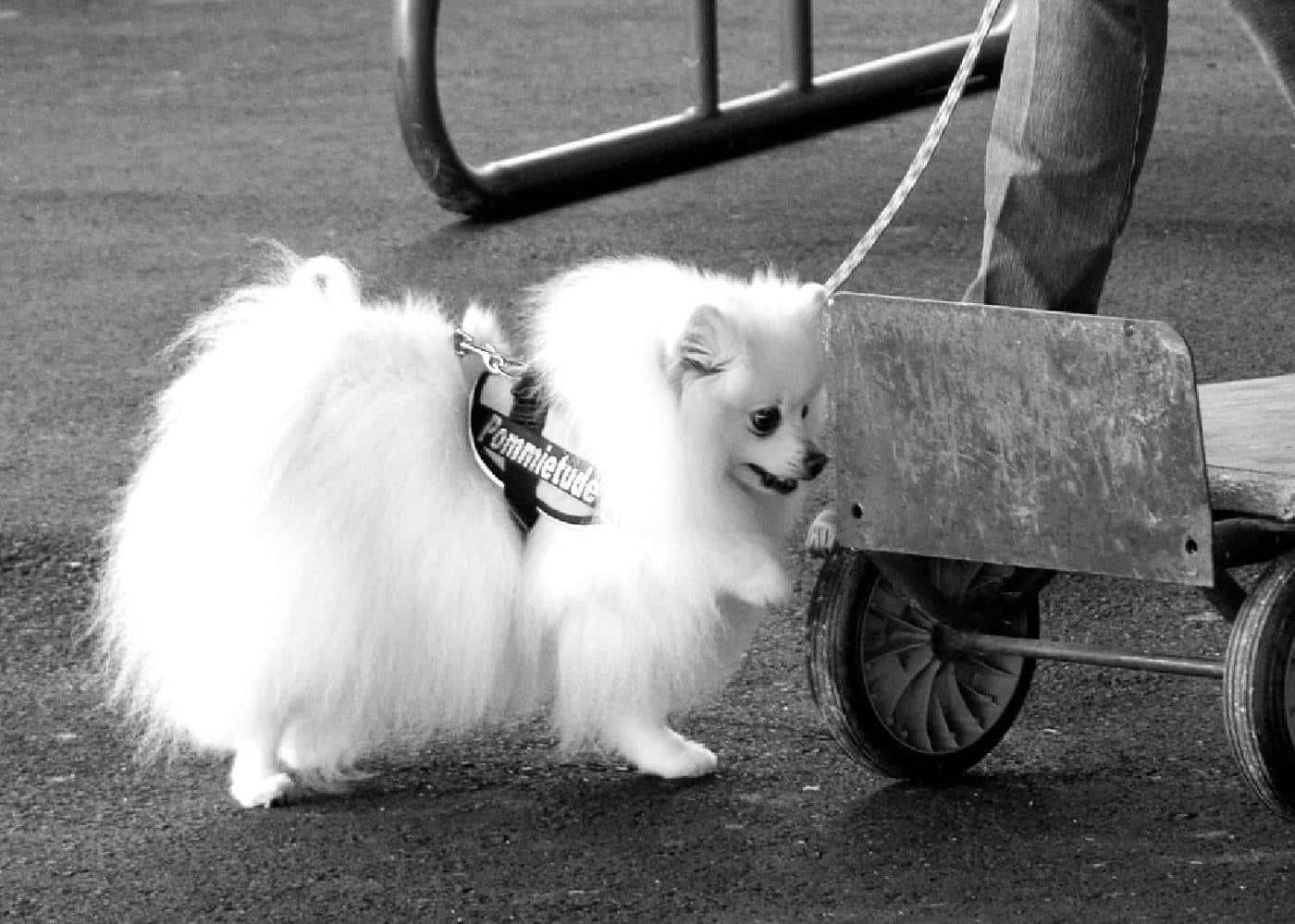 Scent Work Scent Work
