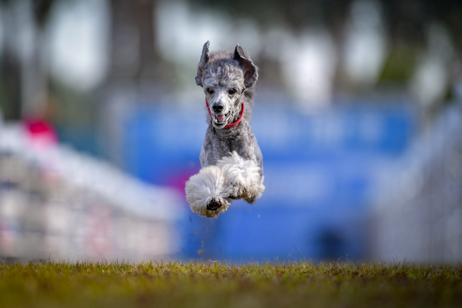 20th AKC National Championship Presented by Royal Canin 20th AKC National Championship Presented by Royal Canin