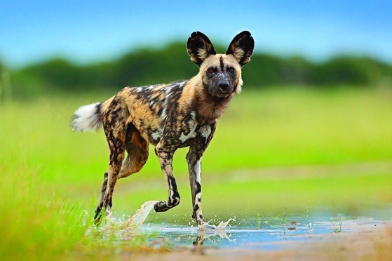 Which Dogs Influenced the Boerboel? Which Dogs Influenced the Boerboel?