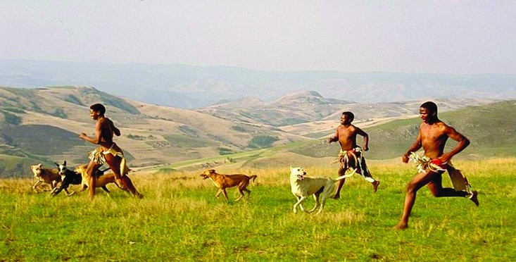 Which Dogs Influenced the Boerboel? Which Dogs Influenced the Boerboel?