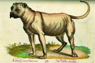 Which Dogs Influenced the Boerboel? Which Dogs Influenced the Boerboel?