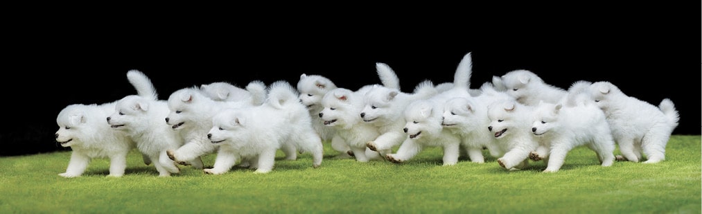 Puppy Growth Plates and Exercise Puppy Growth Plates and Exercise
