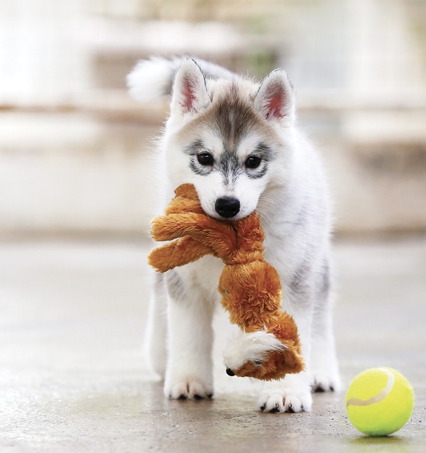 Puppy playing
