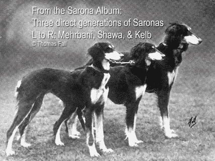 Saluki Breed Standard Saluki Breed Standard