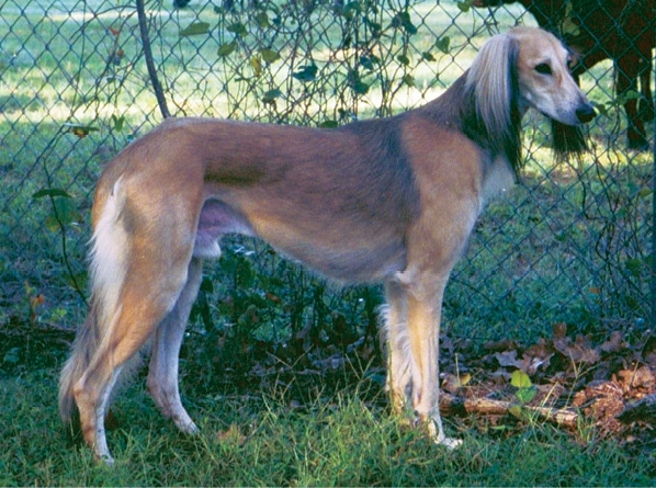 What does Brief Saluki Breed Standard Tell Us About the Breed?