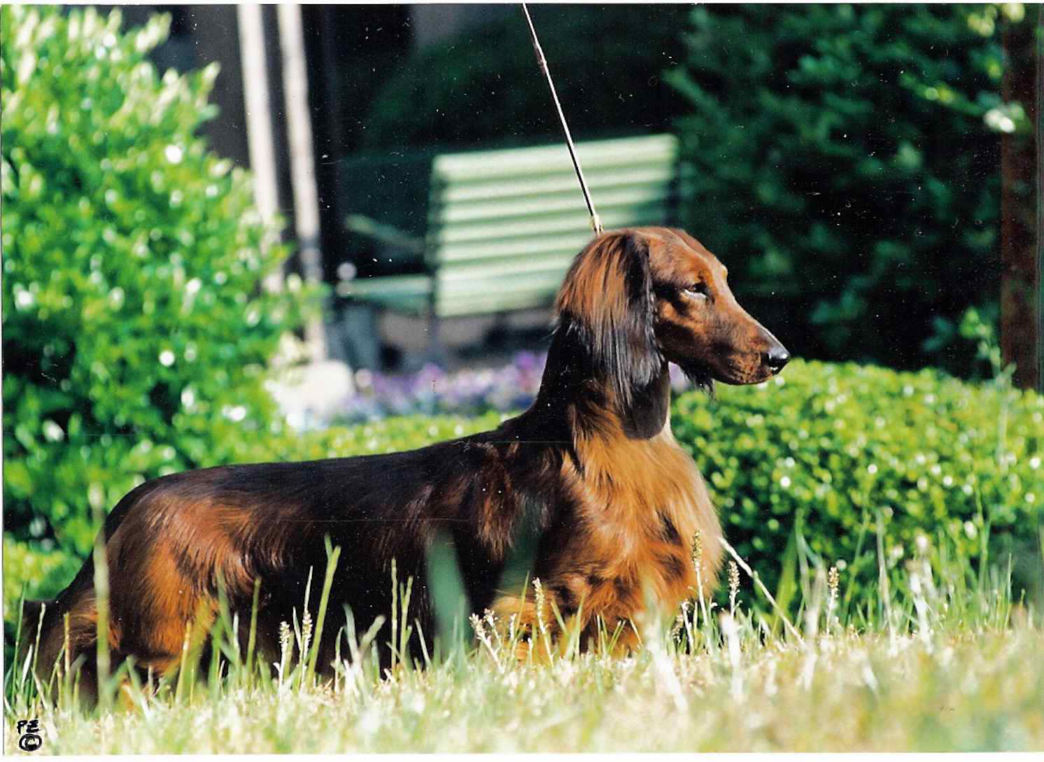 Pramada Dachshunds | Margaret Peat