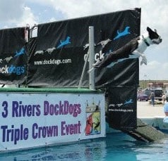 Boston Terrier Performance - “Bosley” Owned:trained by Kathy Stowe (Photo courtesy of Stephanie Prock)