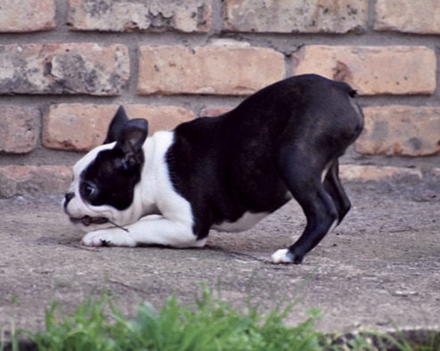 Boston Terriers Boston Terriers