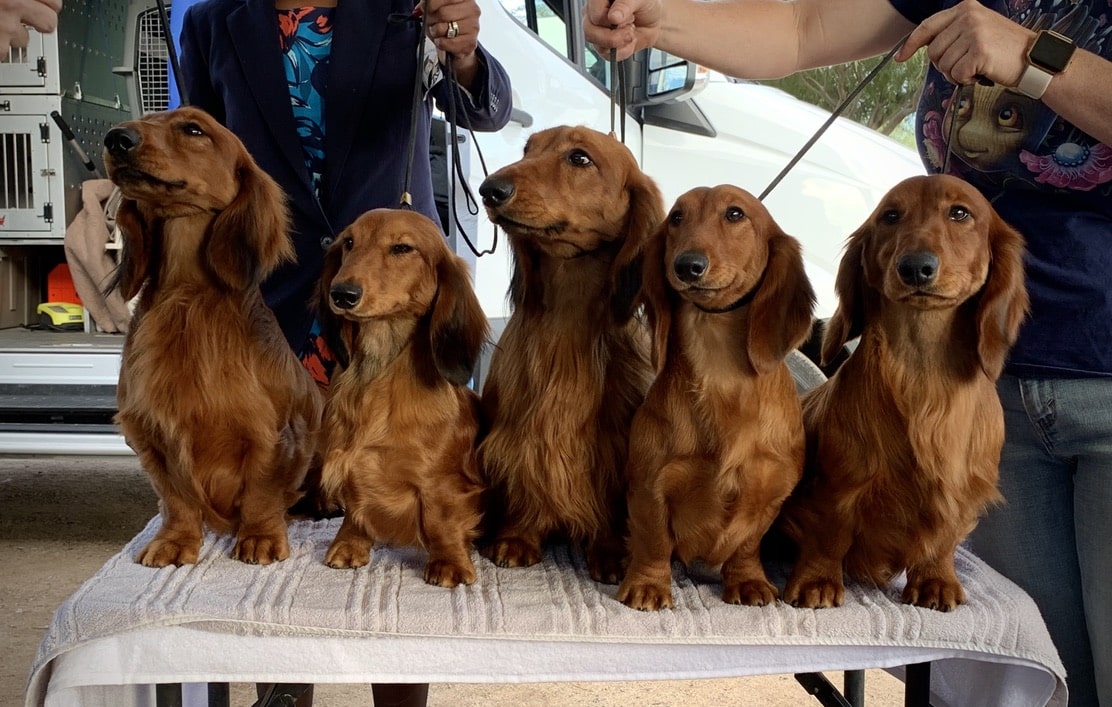 Pramada Dachshunds | Margaret Peat