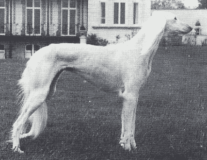What does Brief Saluki Breed Standard Tell Us About the Breed?