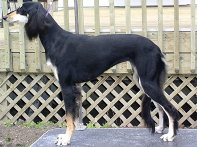 What does Brief Saluki Breed Standard Tell Us About the Breed?