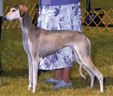 What does Brief Saluki Breed Standard Tell Us About the Breed?