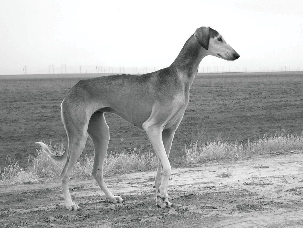 Saluki Standard Saluki Standard