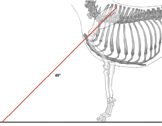 Canine Fronts Part II: A Well Laid Back Shoulder