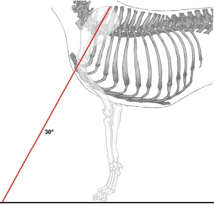 Canine Fronts Part II: A Well Laid Back Shoulder