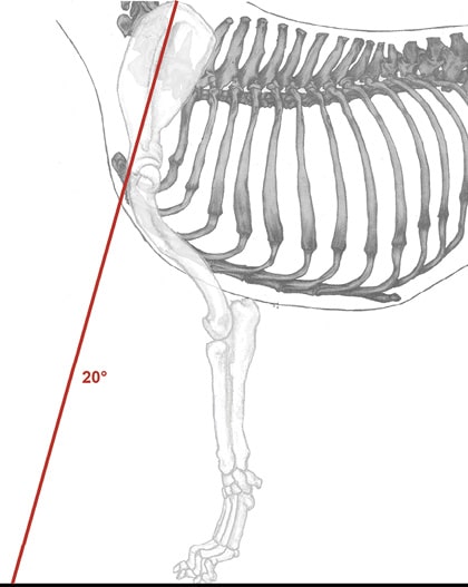 Canine Fronts Part II: A Well Laid Back Shoulder
