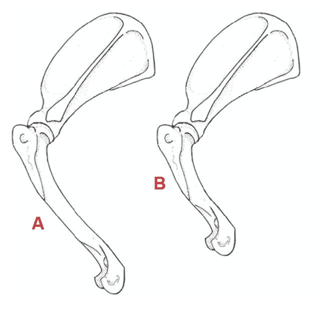 Canine Fronts Part II: A Well Laid Back Shoulder