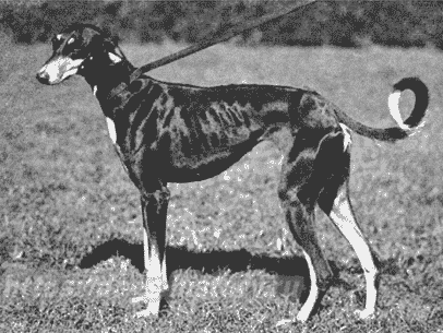 What does Brief Saluki Breed Standard Tell Us About the Breed?