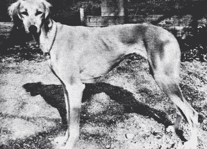What does Brief Saluki Breed Standard Tell Us About the Breed?
