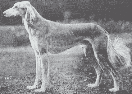 Saluki Breed Standard Saluki Breed Standard