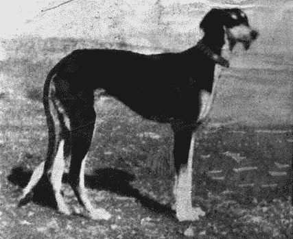 Saluki Breed Standard Saluki Breed Standard