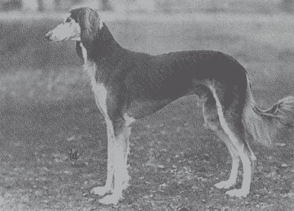 Saluki Breed Standard Saluki Breed Standard