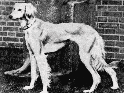 Saluki Breed Standard Saluki Breed Standard