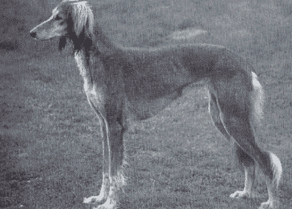 What does Brief Saluki Breed Standard Tell Us About the Breed?