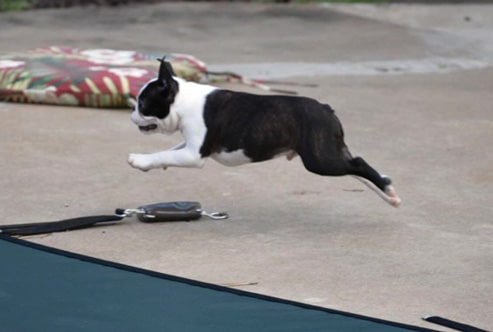 The Boston Terrier Standard The Boston Terrier Standard
