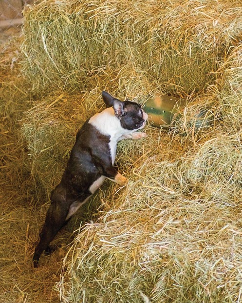 Boston Terrier Performance - “Lexi” (Photo courtesy of The Dog Sport Photographers