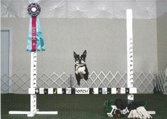 Boston Terrier Performance - “Mandy” (Photo courtesy of The Dog Sport Photographers)