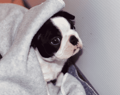 Boston Terrier Boston Terrier