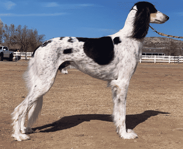What does Brief Saluki Breed Standard Tell Us About the Breed?