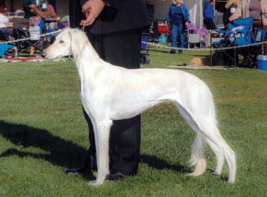 What does Brief Saluki Breed Standard Tell Us About the Breed?