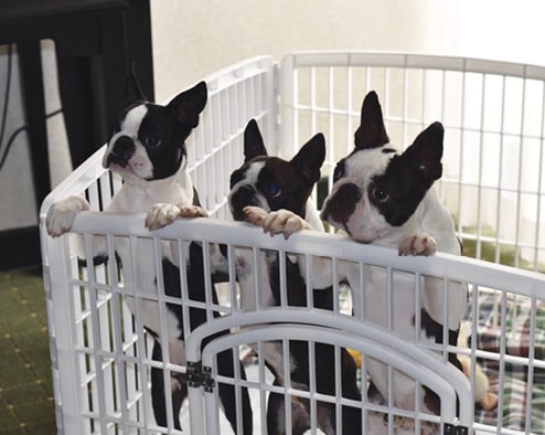 Boston Terriers Boston Terriers